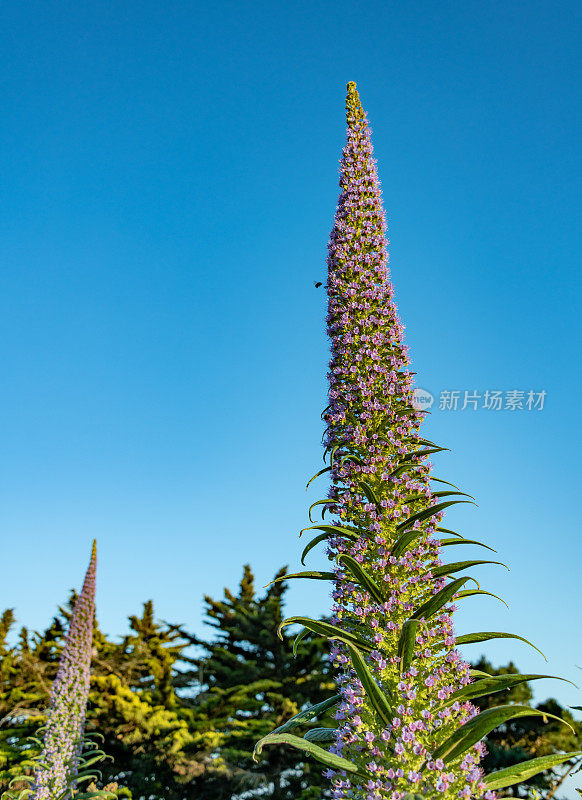 Echium Wildpretii / Tower of Jewels开花